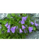 Törpe harangvirág / CAMPANULA cochleariifolia 'Bavaria Blue'