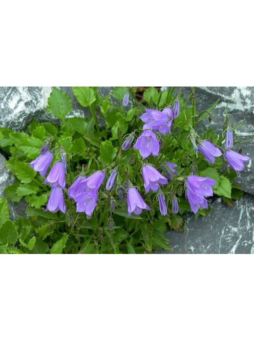 Törpe harangvirág / CAMPANULA cochleariifolia 'Bavaria Blue'