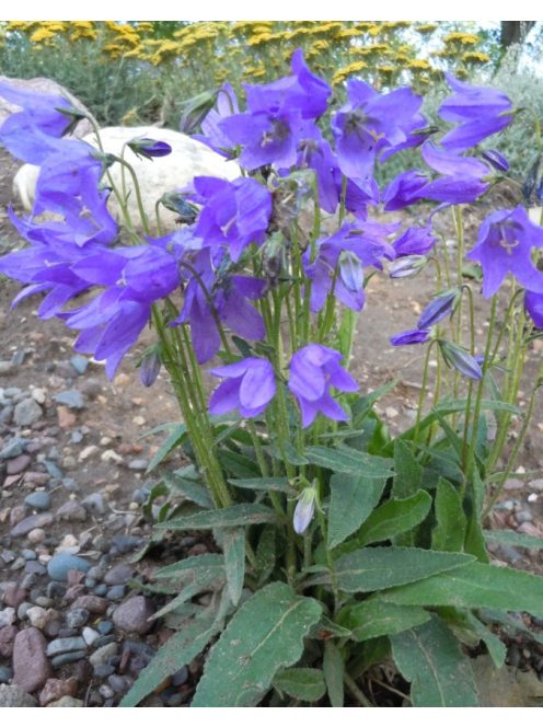 Harangvirág / CAMPANULA collina 
