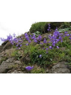 Harangvirág / CAMPANULA collina 