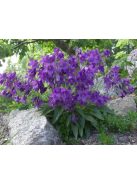 Harangvirág / CAMPANULA collina 