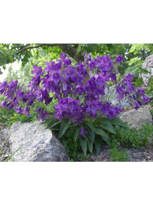 Harangvirág / CAMPANULA collina 