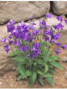 Harangvirág / CAMPANULA collina 