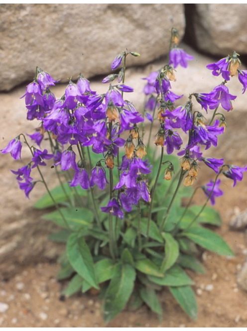 Harangvirág / CAMPANULA collina 