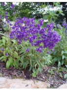 Harangvirág / CAMPANULA collina 