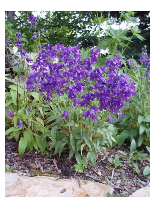 Harangvirág / CAMPANULA collina 