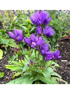 Csomós harangvirág / CAMPANULA glomerata var. acaulis 