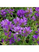 Csomós harangvirág / CAMPANULA glomerata var. acaulis 