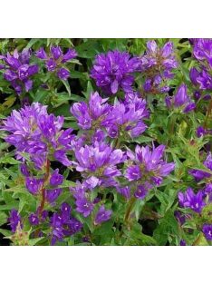 Csomós harangvirág / CAMPANULA glomerata var. acaulis 