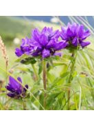 Csomós harangvirág / CAMPANULA glomerata var. acaulis 