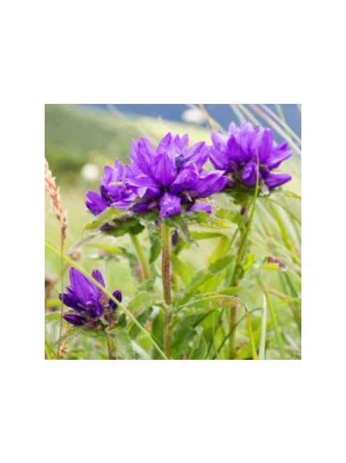 Csomós harangvirág / CAMPANULA glomerata var. acaulis 