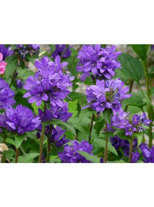 Csomós harangvirág / CAMPANULA glomerata var. acaulis 