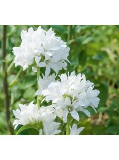 Csomós harangvirág / CAMPANULA glomerata var. alba 