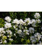 Csomós harangvirág / CAMPANULA glomerata var. alba 