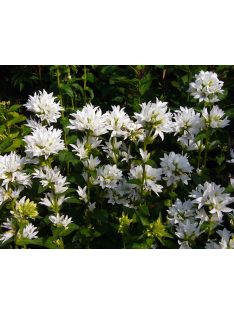 Csomós harangvirág / CAMPANULA glomerata var. alba 