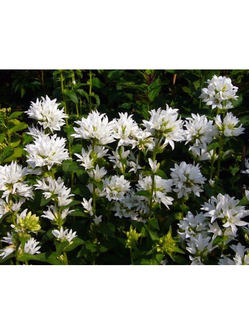 Csomós harangvirág / CAMPANULA glomerata var. alba 