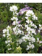 Csomós harangvirág / CAMPANULA glomerata var. alba 