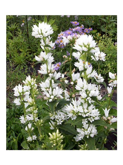 Csomós harangvirág / CAMPANULA glomerata var. alba 