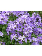 Nagytermetű harangvirág / CAMPANULA lactiflora 