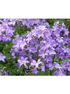 Nagytermetű harangvirág / CAMPANULA lactiflora 