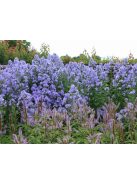 Nagytermetű harangvirág / CAMPANULA lactiflora 