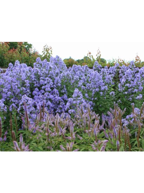 Nagytermetű harangvirág / CAMPANULA lactiflora 