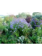 Nagytermetű harangvirág / CAMPANULA lactiflora 