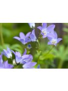 Nagytermetű harangvirág / CAMPANULA lactiflora 