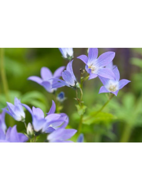 Nagytermetű harangvirág / CAMPANULA lactiflora 