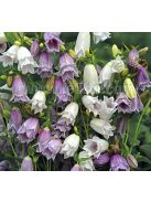 Koreai harangvirág / CAMPANULA takesimana fl. pl. 'Flore Pleno Mix'