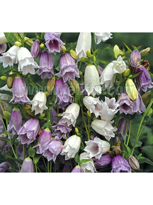 Koreai harangvirág / CAMPANULA takesimana fl. pl. 'Flore Pleno Mix'