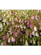 Koreai harangvirág / CAMPANULA takesimana fl. pl. 'Flore Pleno Mix'