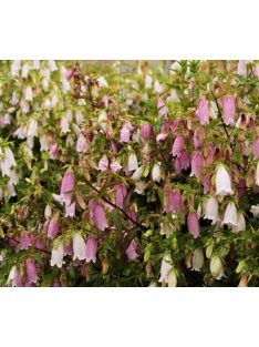   Koreai harangvirág / CAMPANULA takesimana fl. pl. 'Flore Pleno Mix'