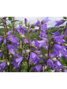 Csalánlevelű harangvirág / CAMPANULA trachelium 