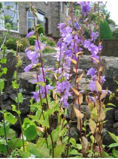 Csalánlevelű harangvirág / CAMPANULA trachelium 