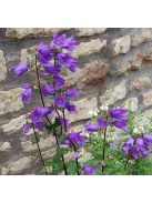 Csalánlevelű harangvirág / CAMPANULA trachelium 