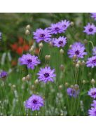 Zörgővirág / CATANANCHE caerulea 