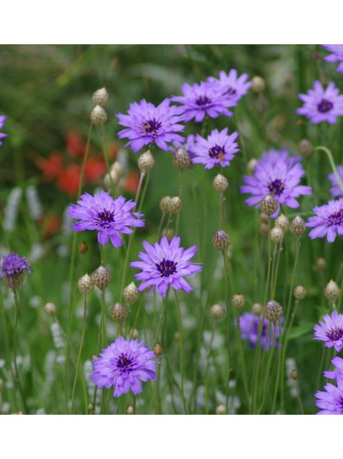 Zörgővirág / CATANANCHE caerulea 