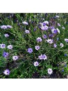 Zörgővirág / CATANANCHE caerulea 