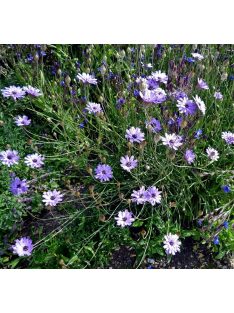 Zörgővirág / CATANANCHE caerulea 