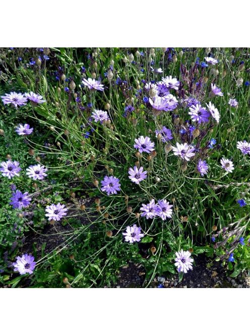 Zörgővirág / CATANANCHE caerulea 