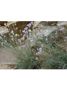 Zörgővirág / CATANANCHE caerulea 