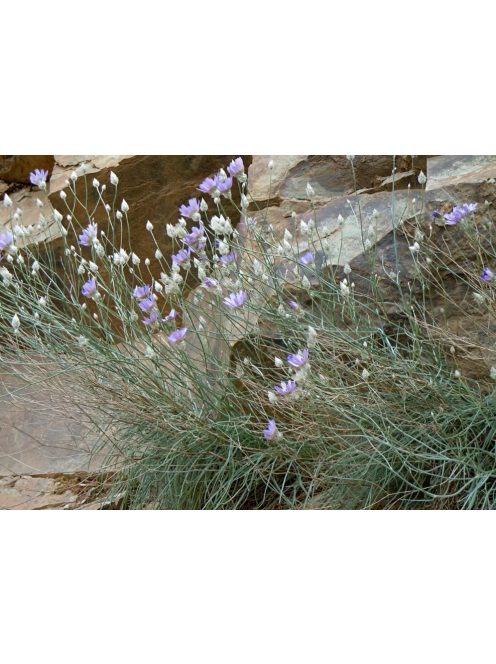 Zörgővirág / CATANANCHE caerulea 