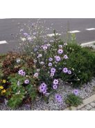 Zörgővirág / CATANANCHE caerulea 