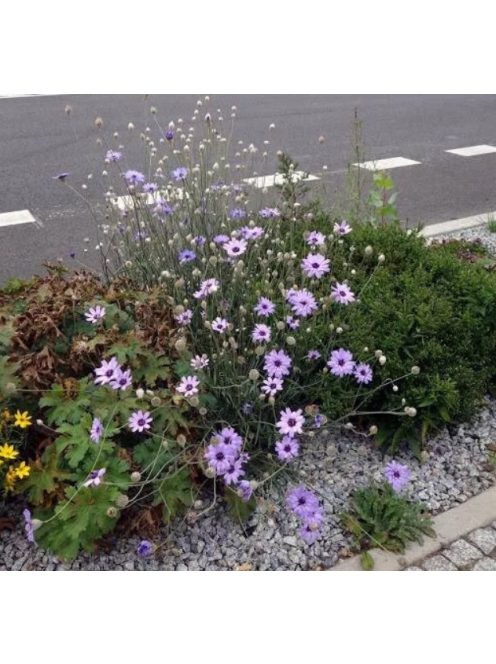 Zörgővirág / CATANANCHE caerulea 
