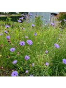 Zörgővirág / CATANANCHE caerulea 