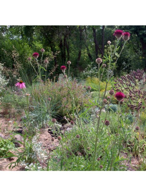 Gyászoló imola / CENTAUREA atropurpurea 