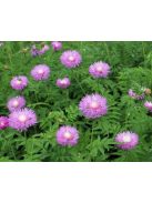 Szürkés imola / CENTAUREA dealbata 'Pink Passion'