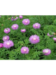   Szürkés imola / CENTAUREA dealbata 'Pink Passion'