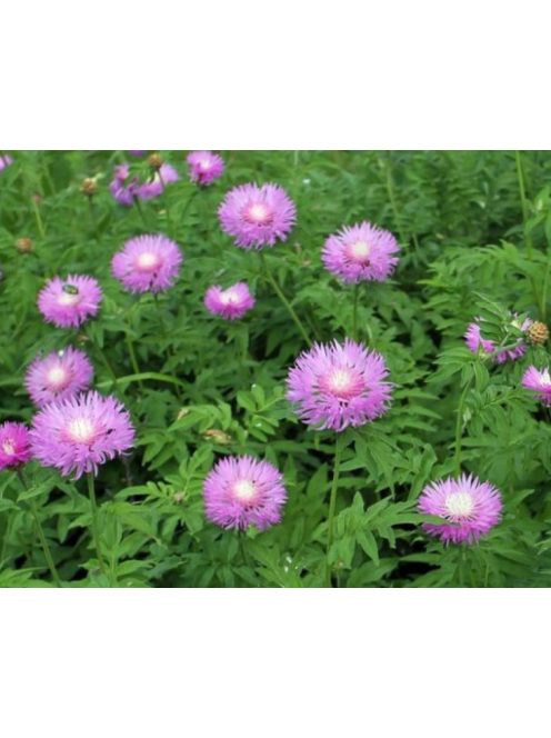 Szürkés imola / CENTAUREA dealbata 'Pink Passion'